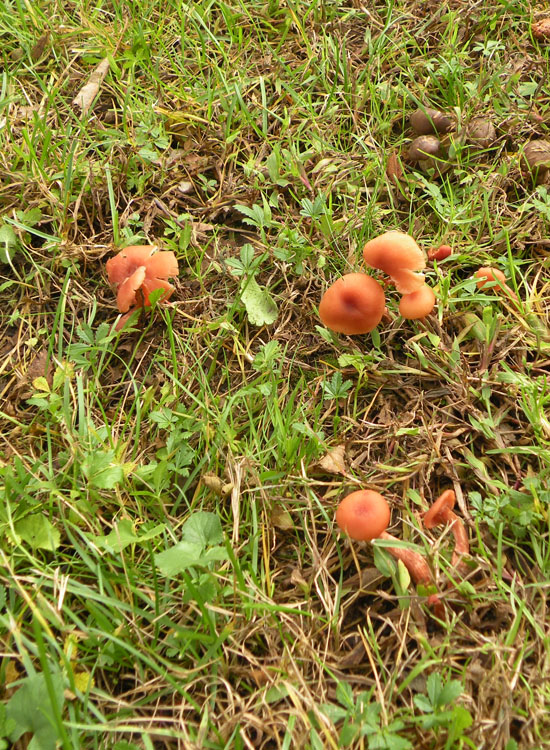 Laccaria in giardino? (Laccaria affinis)